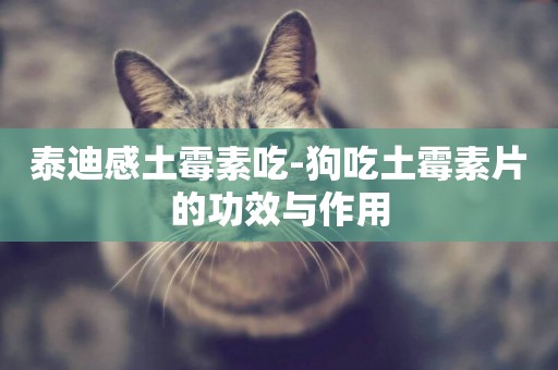 泰迪感土霉素吃-狗吃土霉素片的功效與作用