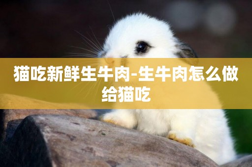 貓吃新鮮生牛肉-生牛肉怎么做給貓吃