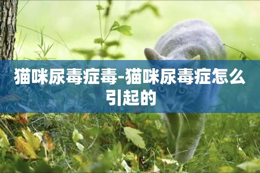 貓咪尿毒癥毒-貓咪尿毒癥怎么引起的