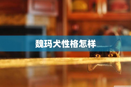 魏瑪犬性格怎樣