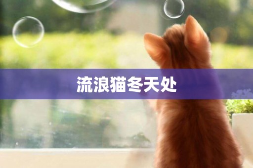 流浪貓冬天處