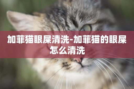 加菲貓眼屎清洗-加菲貓的眼屎怎么清洗