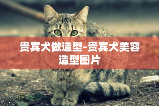 貴賓犬做造型-貴賓犬美容造型圖片
