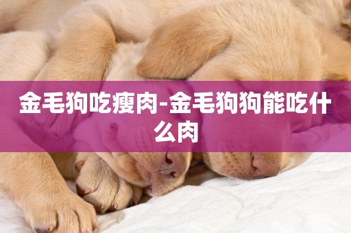 金毛狗吃瘦肉-金毛狗狗能吃什么肉