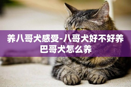 養八哥犬感受-八哥犬好不好養巴哥犬怎么養