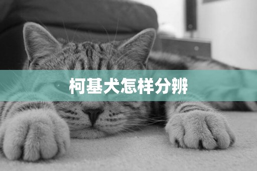 柯基犬怎樣分辨