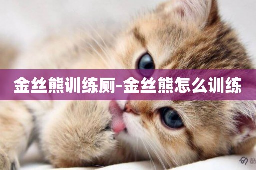 金絲熊訓練廁-金絲熊怎么訓練
