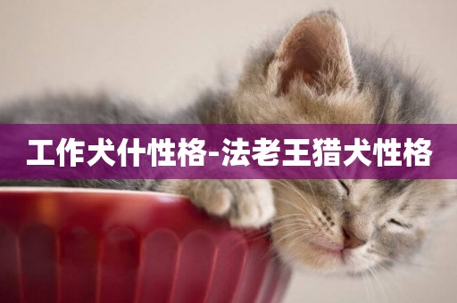 工作犬什性格-法老王獵犬性格