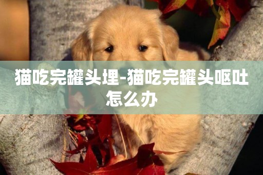 貓吃完罐頭埋-貓吃完罐頭嘔吐怎么辦