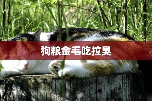 狗糧金毛吃拉臭