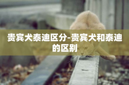 貴賓犬泰迪區分-貴賓犬和泰迪的區別