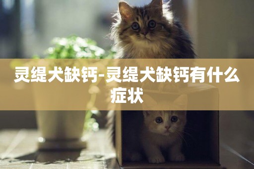 靈緹犬缺鈣-靈緹犬缺鈣有什么癥狀