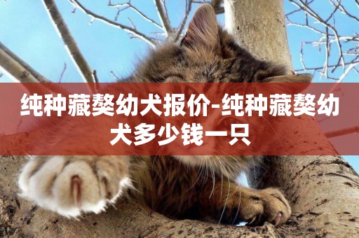 純種藏獒幼犬報價-純種藏獒幼犬多少錢一只