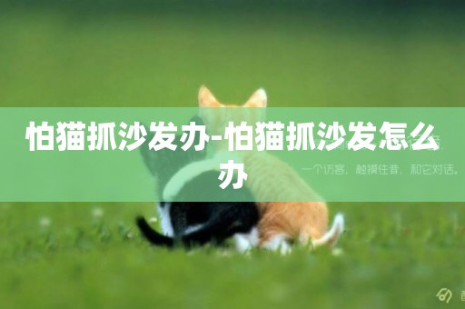 怕貓抓沙發辦-怕貓抓沙發怎么辦