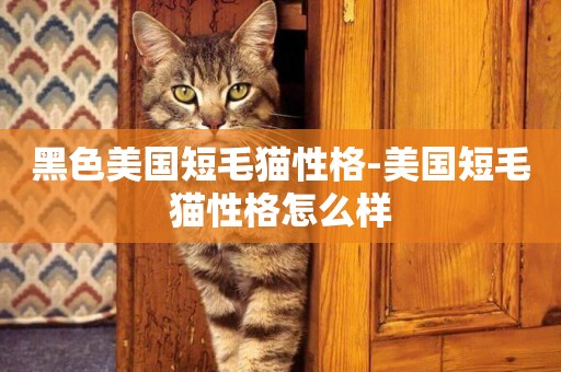 黑色美國短毛貓性格-美國短毛貓性格怎么樣