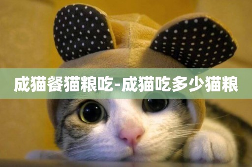 成貓餐貓糧吃-成貓吃多少貓糧
