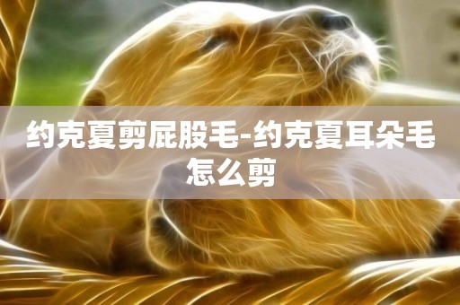 約克夏剪屁股毛-約克夏耳朵毛怎么剪