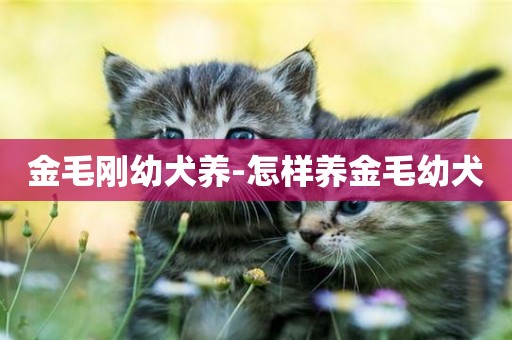 金毛剛幼犬養-怎樣養金毛幼犬