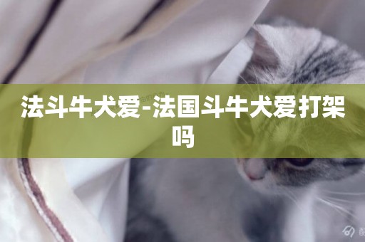 法斗牛犬愛-法國斗牛犬愛打架嗎
