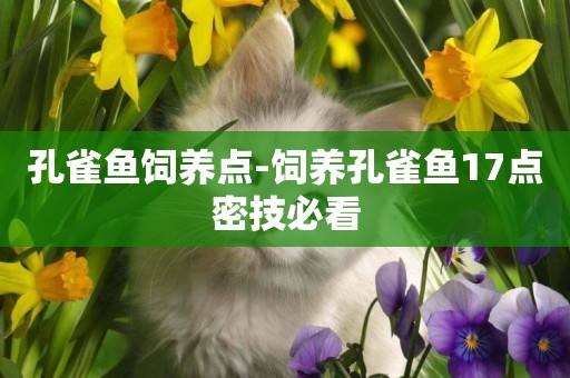 孔雀魚飼養點-飼養孔雀魚17點密技必看