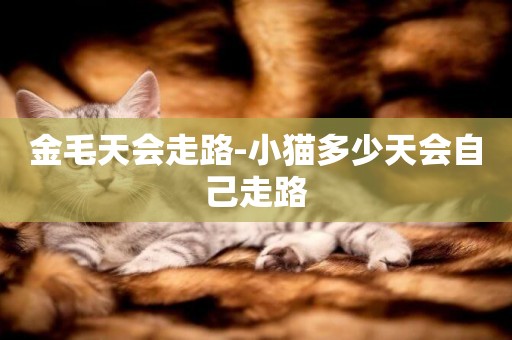 金毛天會走路-小貓多少天會自己走路
