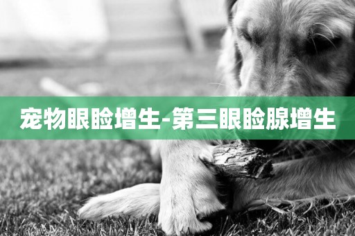寵物眼瞼增生-第三眼瞼腺增生
