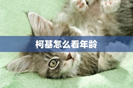 柯基怎么看年齡