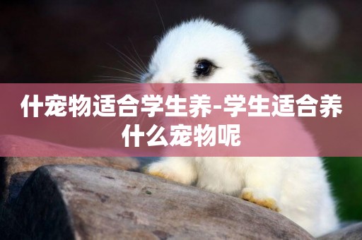 什寵物適合學生養-學生適合養什么寵物呢