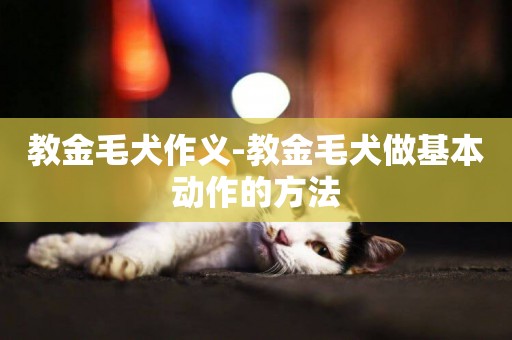 教金毛犬作義-教金毛犬做基本動作的方法