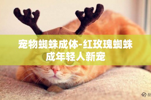 寵物蜘蛛成體-紅玫瑰蜘蛛成年輕人新寵