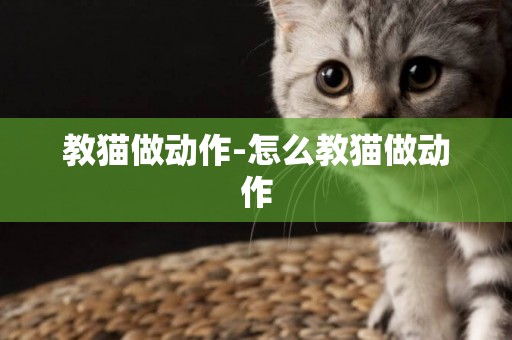 教貓做動作-怎么教貓做動作