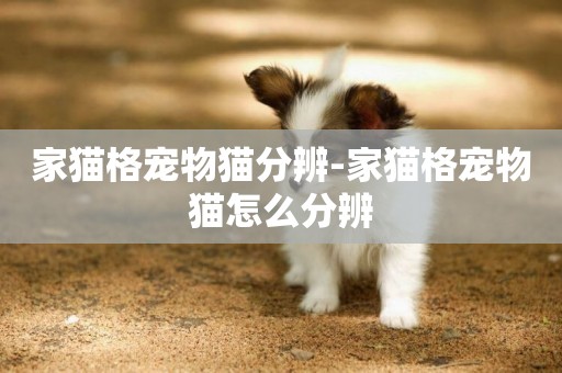 家貓格寵物貓分辨-家貓格寵物貓怎么分辨