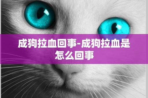 成狗拉血回事-成狗拉血是怎么回事