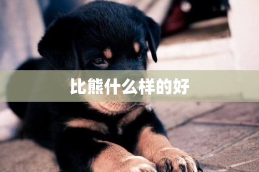 比熊什么樣的好
