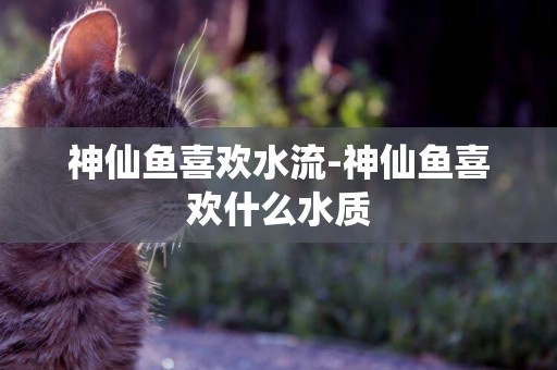 神仙魚喜歡水流-神仙魚喜歡什么水質