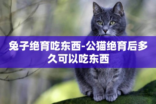 兔子絕育吃東西-公貓絕育后多久可以吃東西
