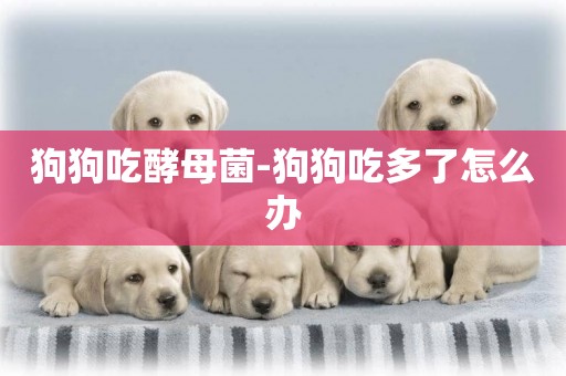 狗狗吃酵母菌-狗狗吃多了怎么辦