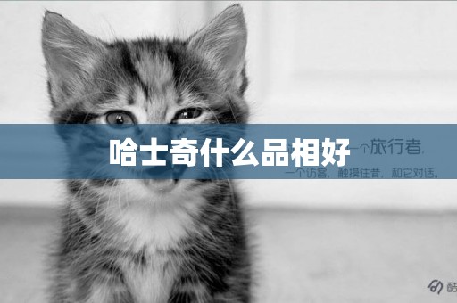 哈士奇什么品相好