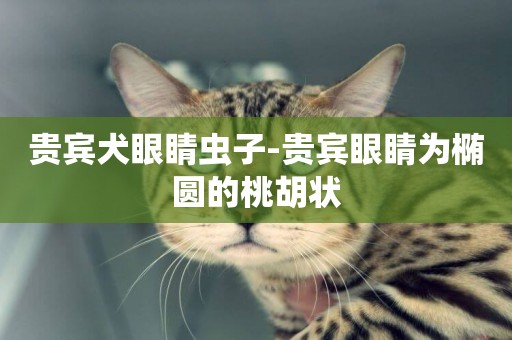 貴賓犬眼睛蟲子-貴賓眼睛為橢圓的桃胡狀