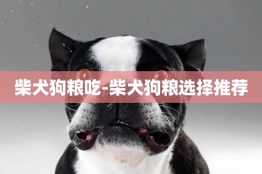 柴犬狗糧吃-柴犬狗糧選擇推薦