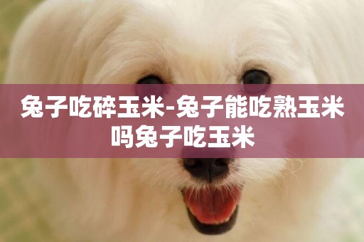 兔子吃碎玉米-兔子能吃熟玉米嗎兔子吃玉米