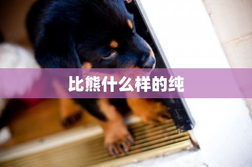比熊什么樣的純