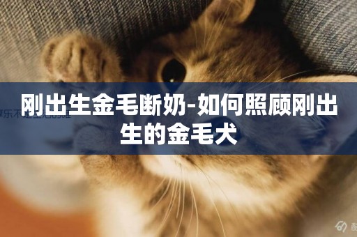 剛出生金毛斷奶-如何照顧剛出生的金毛犬