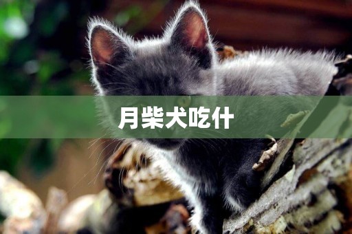 月柴犬吃什