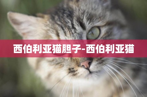 西伯利亞貓膽子-西伯利亞貓