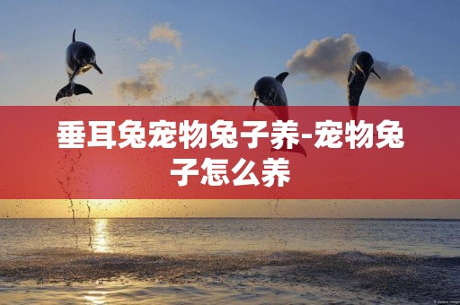垂耳兔寵物兔子養-寵物兔子怎么養