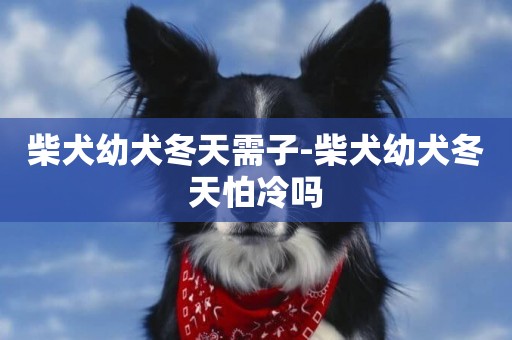 柴犬幼犬冬天需子-柴犬幼犬冬天怕冷嗎