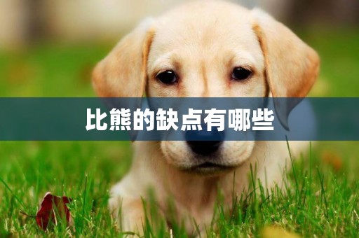 比熊的缺點有哪些