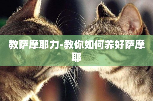 教薩摩耶力-教你如何養好薩摩耶