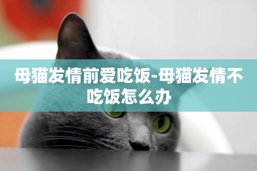 母貓發情前愛吃飯-母貓發情不吃飯怎么辦